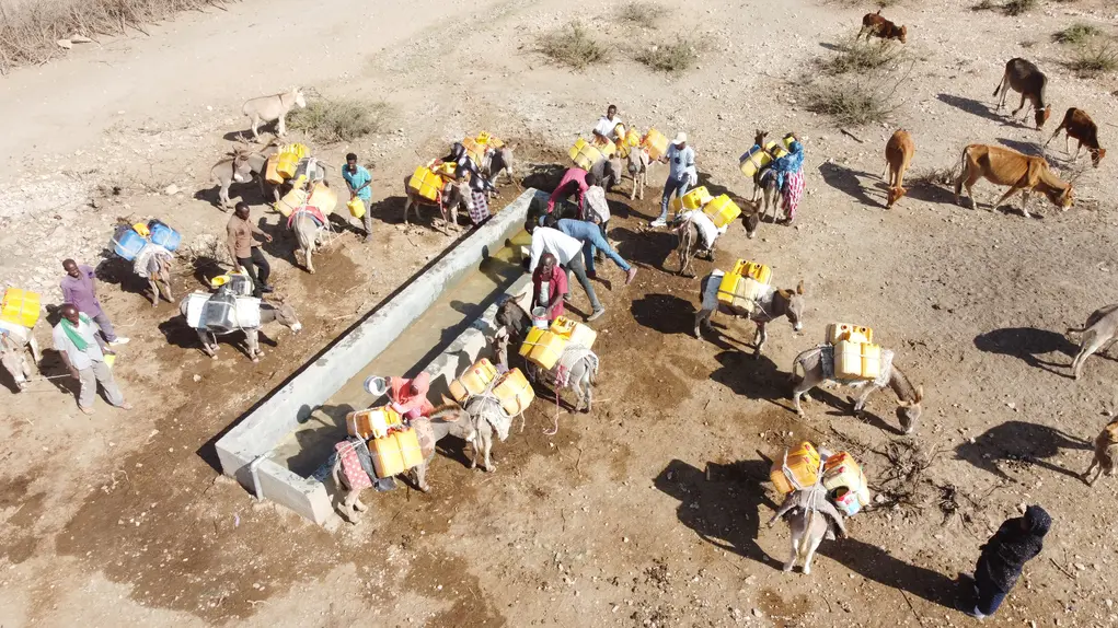 cattle and people gathering water